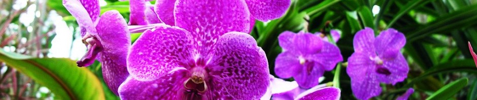 foto_fiori_7064