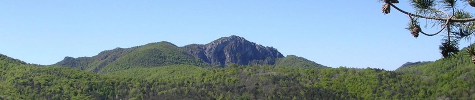 Bardineto1