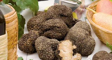 Tartufo