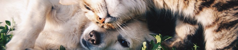 friends-1149841_1280