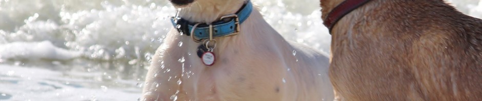 dogs-873730_1280