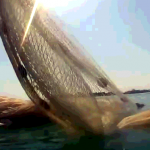 screenshot-2017-10-20-2-pedaso-rito-della-pesca-con-la-sciabica-29-giugno-2012-youtube-copia screenshot-2017-10-20-2-pedaso-rito-della-pesca-con-la-sciabica-29-giugno-2012-youtube-copia