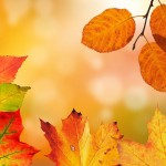 autumn-1649362__480 autumn-1649362__480