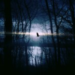 bird-383245_1280 bird-383245_1280