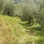 olive-grove-1620280_1280 olive-grove-1620280_1280