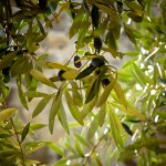 olives-789140_1280 olives-789140_1280