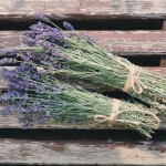 beautiful-flowers-1866481_1280 beautiful-flowers-1866481_1280