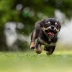 dog-1801419_1280 dog-1801419_1280