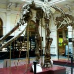 scheletro-di-elefante scheletro-di-elefante