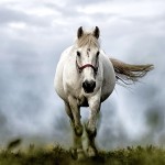 white-horse-1136093_1280-2 white-horse-1136093_1280-2