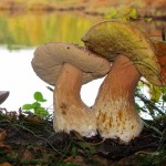 white-mushrooms-2582319_1280 white-mushrooms-2582319_1280