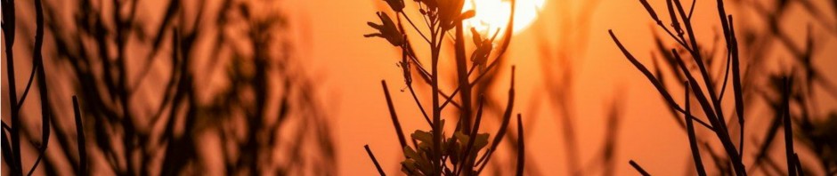 concerto-al-tramonto-2025
