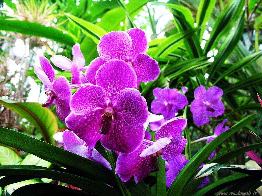 foto_fiori_7064 foto_fiori_7064