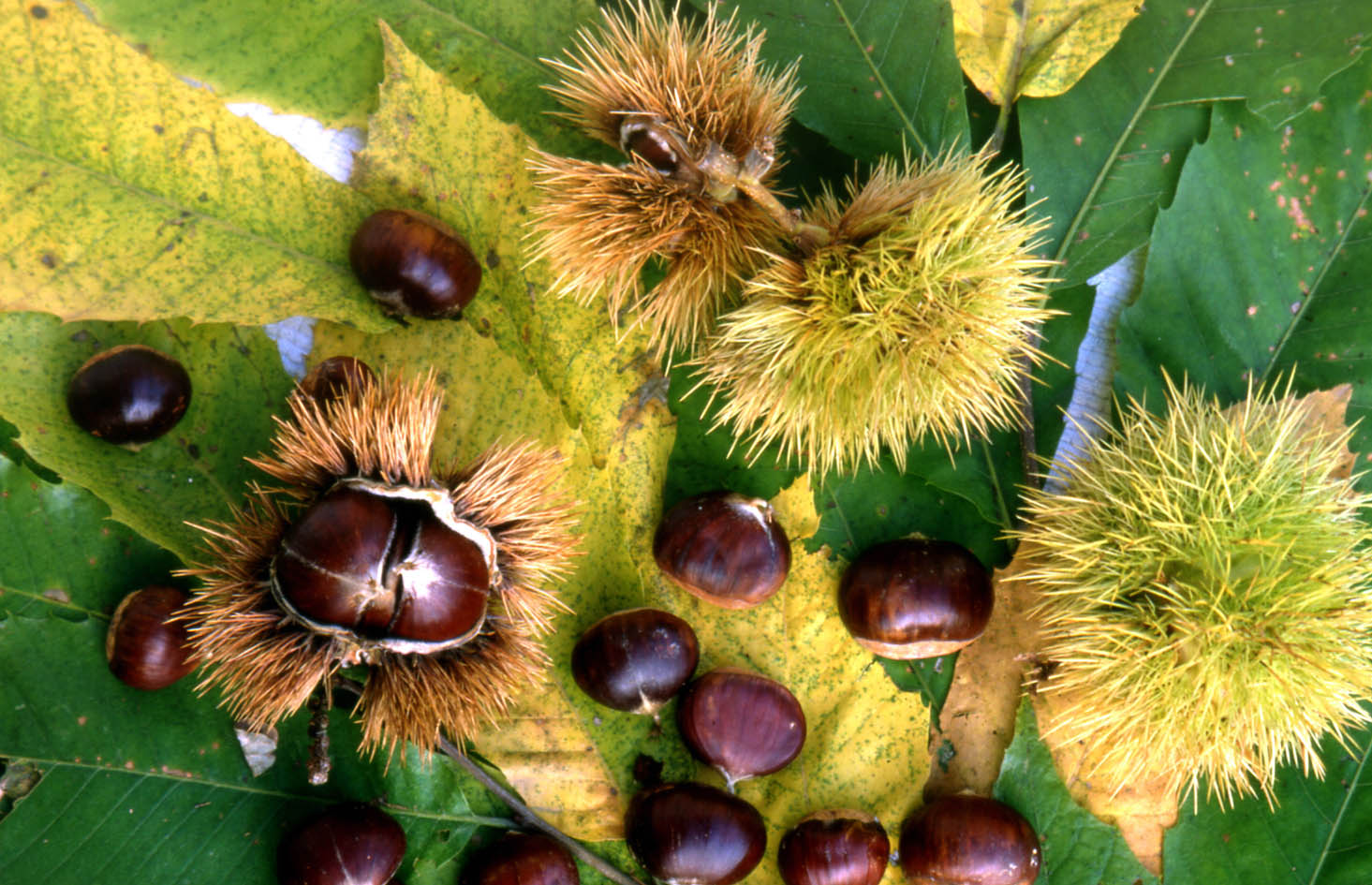 oCastagne oCastagne
